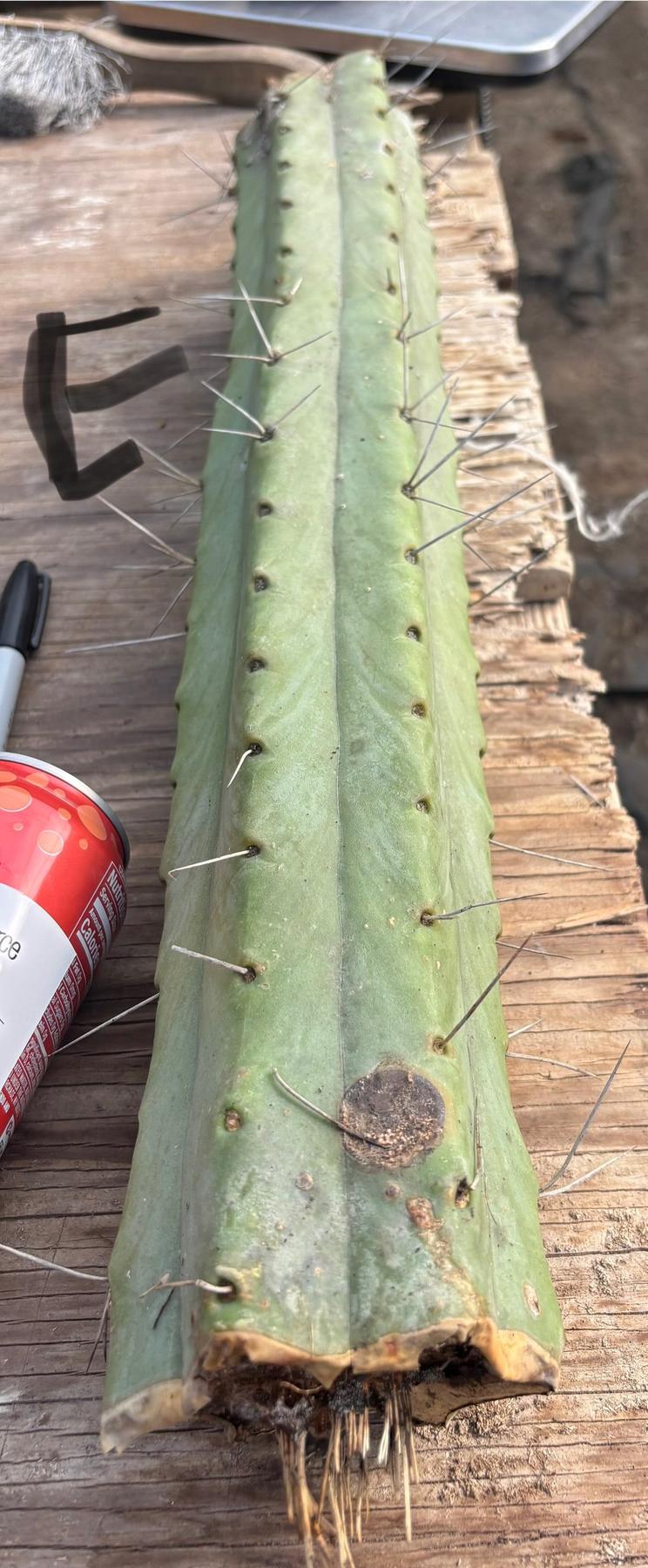 #EC147 EXACT Trichocereus Bridgesii  Jiimz Twin Spinez LONG Cactus Cuttings