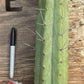 #EC147 EXACT Trichocereus Bridgesii  Jiimz Twin Spinez LONG Cactus Cuttings