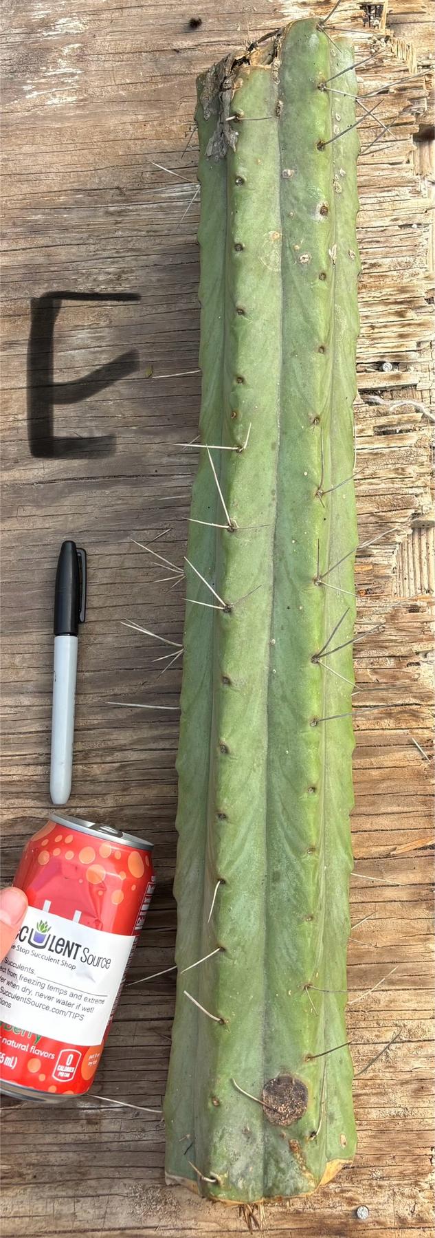 #EC147 EXACT Trichocereus Bridgesii  Jiimz Twin Spinez LONG Cactus Cuttings