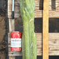 #EC147 EXACT Trichocereus Bridgesii  Jiimz Twin Spinez LONG Cactus Cuttings