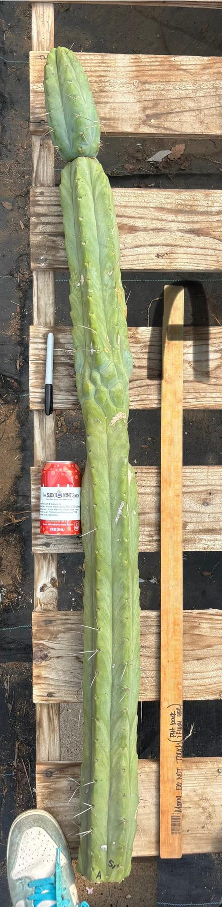 #EC147 EXACT Trichocereus Bridgesii  Jiimz Twin Spinez LONG Cactus Cuttings