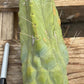 #EC147 EXACT Trichocereus Bridgesii  Jiimz Twin Spinez LONG Cactus Cuttings