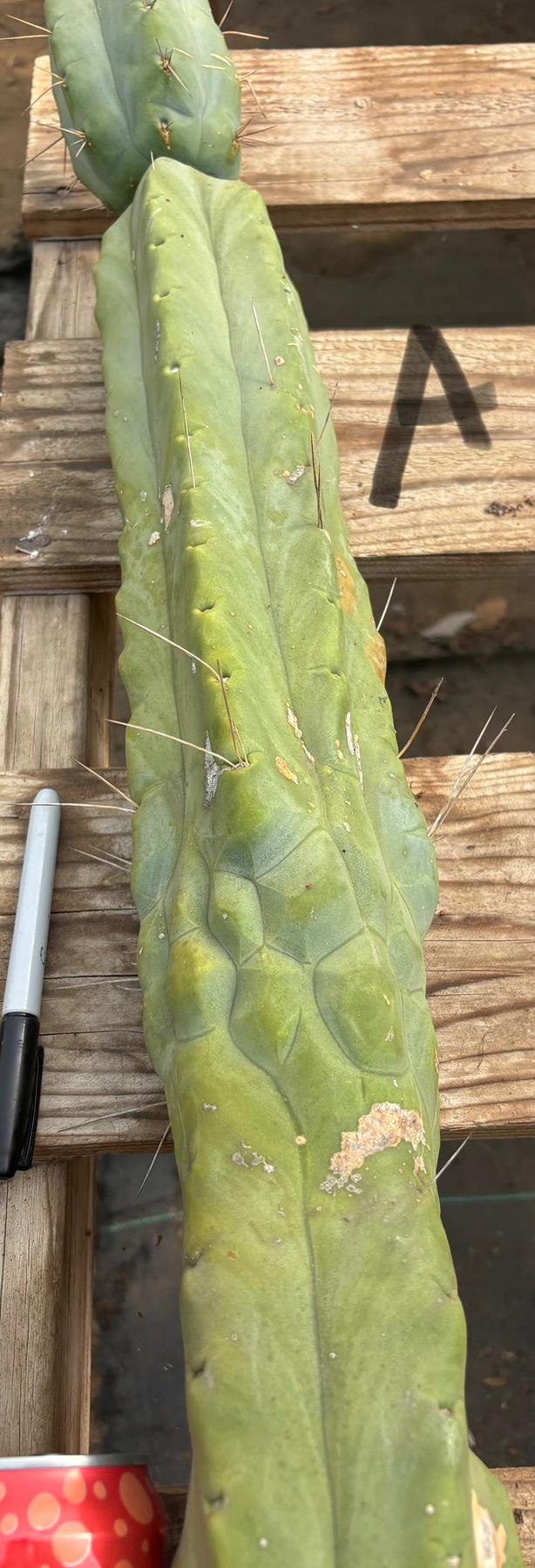 #EC147 EXACT Trichocereus Bridgesii  Jiimz Twin Spinez LONG Cactus Cuttings