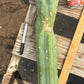 #EC147 EXACT Trichocereus Bridgesii  Jiimz Twin Spinez LONG Cactus Cuttings