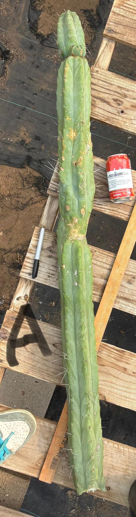 #EC147 EXACT Trichocereus Bridgesii  Jiimz Twin Spinez LONG Cactus Cuttings