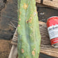 #EC147 EXACT Trichocereus Bridgesii  Jiimz Twin Spinez LONG Cactus Cuttings