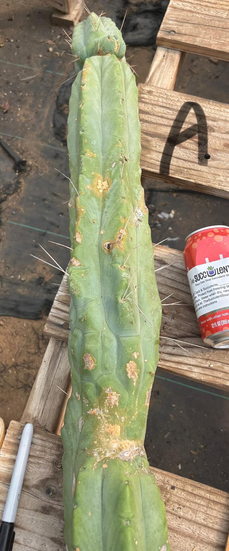 #EC147 EXACT Trichocereus Bridgesii  Jiimz Twin Spinez LONG Cactus Cuttings