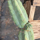 #EC147 EXACT Trichocereus Bridgesii  Jiimz Twin Spinez LONG Cactus Cuttings