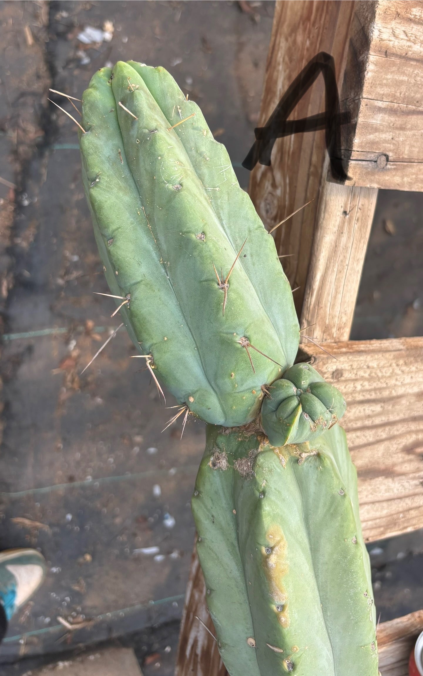 #EC147 EXACT Trichocereus Bridgesii  Jiimz Twin Spinez LONG Cactus Cuttings