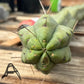 #EC147 EXACT Trichocereus Bridgesii  Jiimz Twin Spinez LONG Cactus Cuttings