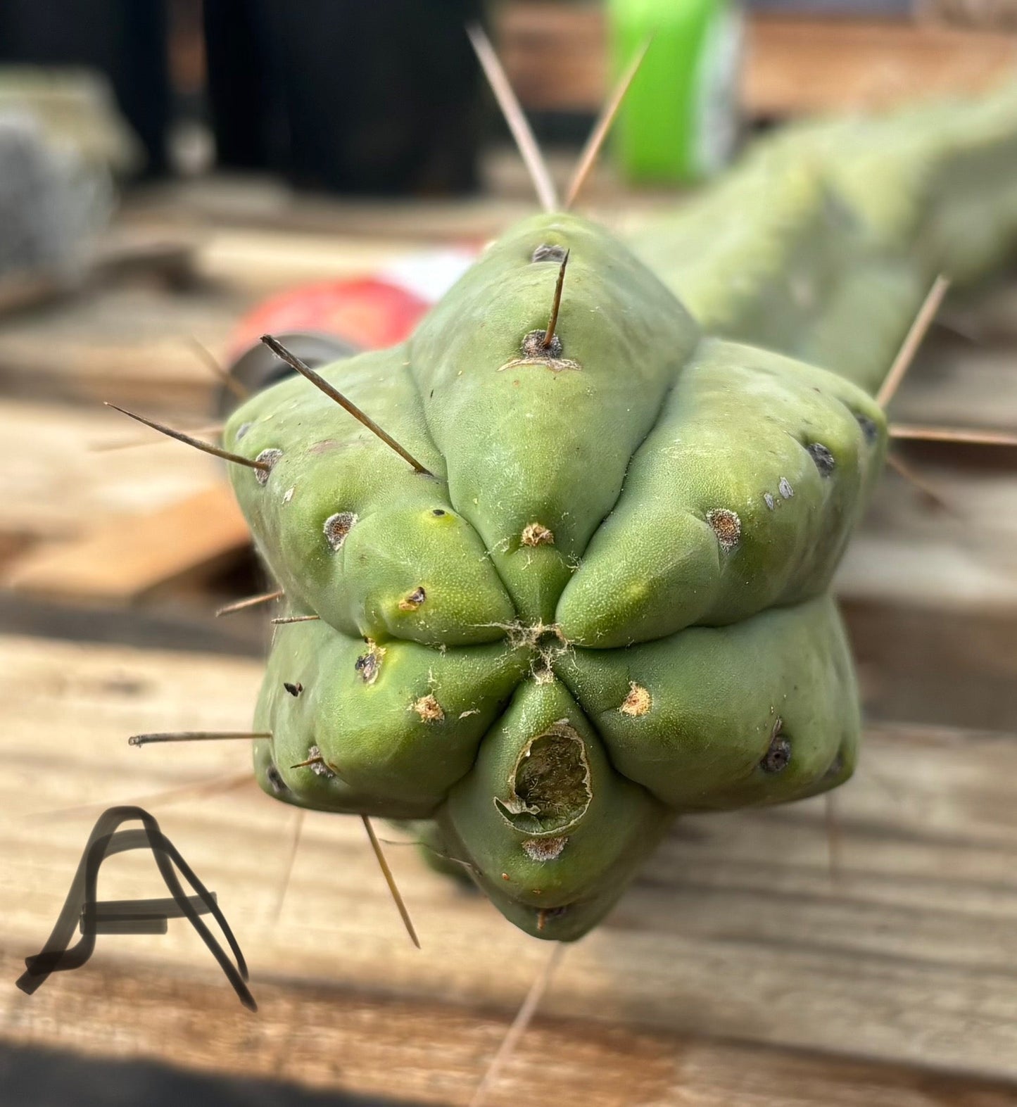 #EC147 EXACT Trichocereus Bridgesii  Jiimz Twin Spinez LONG Cactus Cuttings
