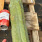 #EC147 EXACT Trichocereus Bridgesii  Jiimz Twin Spinez LONG Cactus Cuttings