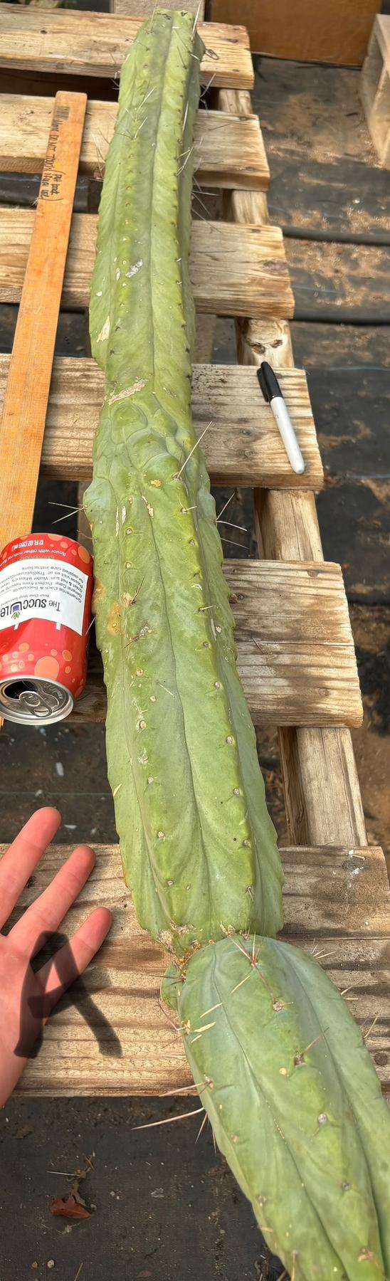 #EC147 EXACT Trichocereus Bridgesii  Jiimz Twin Spinez LONG Cactus Cuttings