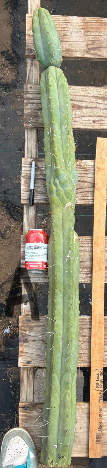 #EC147 EXACT Trichocereus Bridgesii  Jiimz Twin Spinez LONG Cactus Cuttings