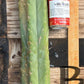 #EC147 EXACT Trichocereus Bridgesii  Jiimz Twin Spinez LONG Cactus Cuttings