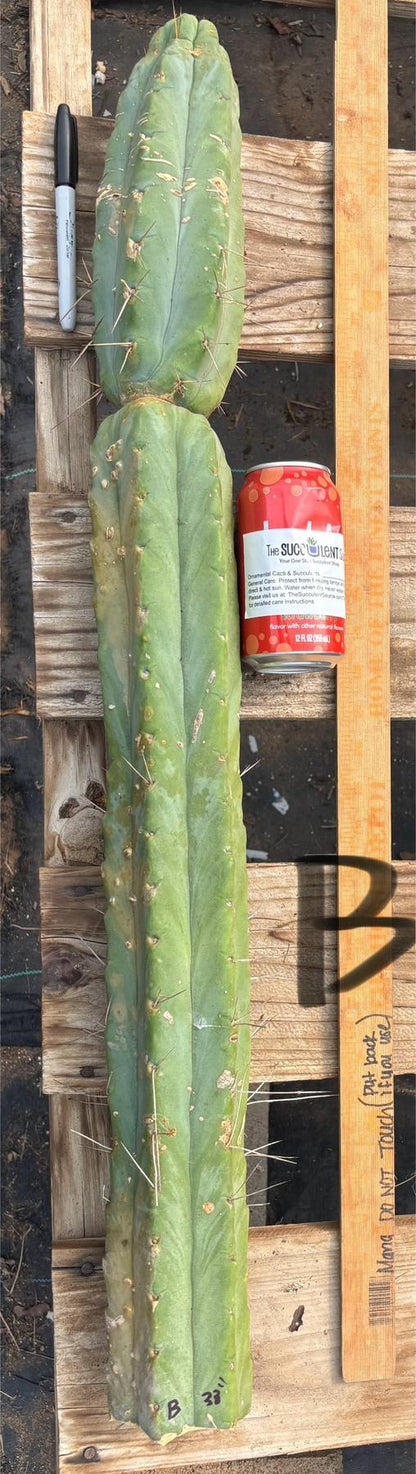 #EC147 EXACT Trichocereus Bridgesii  Jiimz Twin Spinez LONG Cactus Cuttings