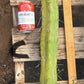 #EC147 EXACT Trichocereus Bridgesii  Jiimz Twin Spinez LONG Cactus Cuttings