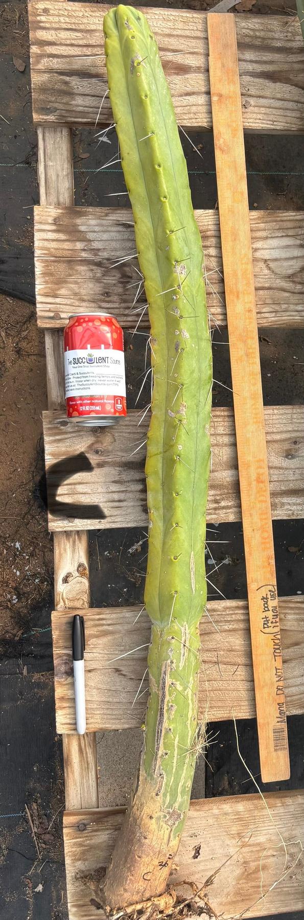 #EC147 EXACT Trichocereus Bridgesii  Jiimz Twin Spinez LONG Cactus Cuttings