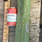 #EC147 EXACT Trichocereus Bridgesii  Jiimz Twin Spinez LONG Cactus Cuttings