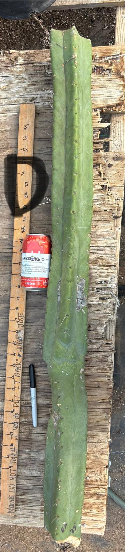 #EC147 EXACT Trichocereus Bridgesii  Jiimz Twin Spinez LONG Cactus Cuttings