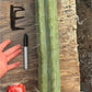 #EC147 EXACT Trichocereus Bridgesii  Jiimz Twin Spinez LONG Cactus Cuttings