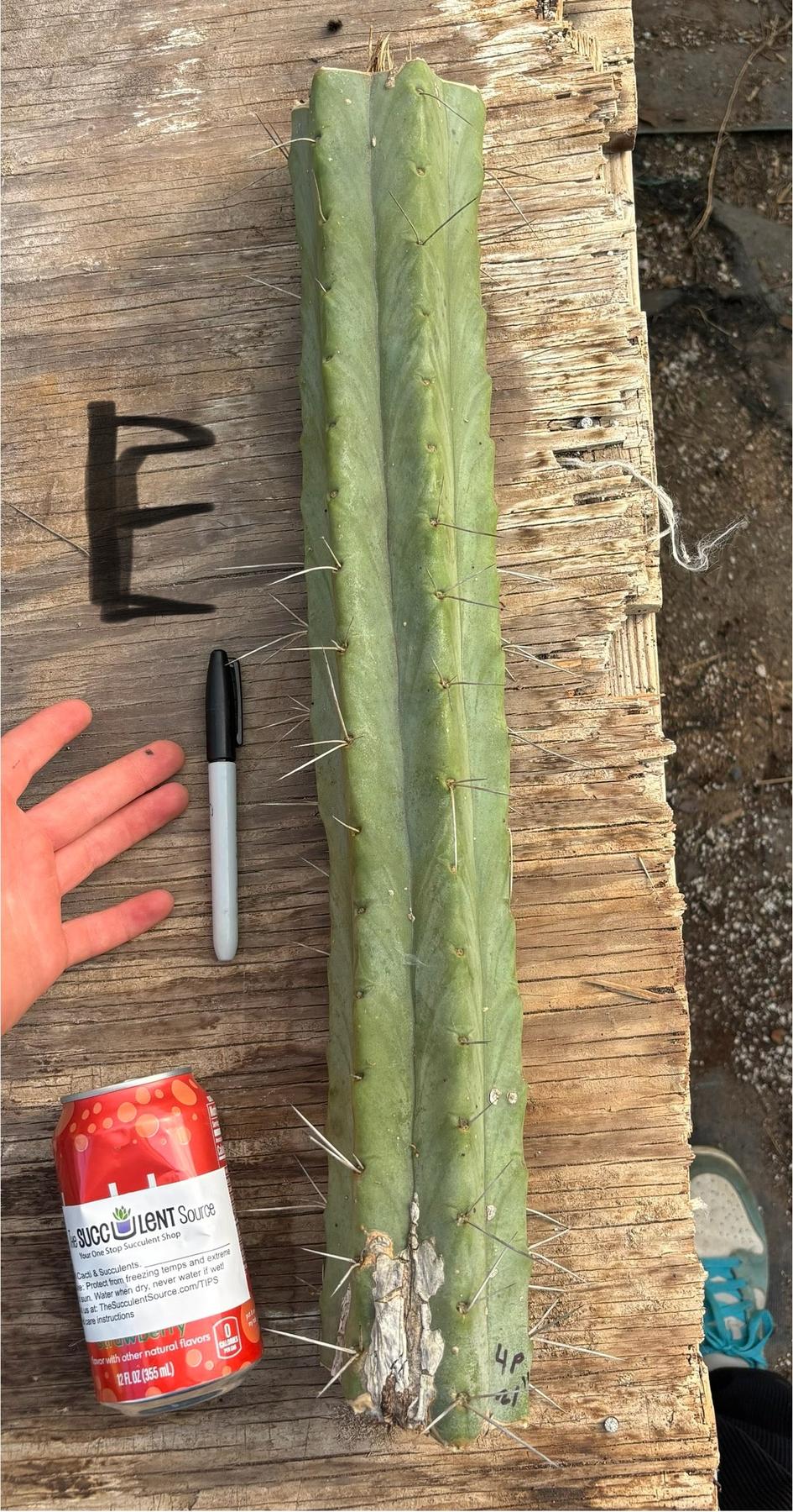 #EC147 EXACT Trichocereus Bridgesii  Jiimz Twin Spinez LONG Cactus Cuttings