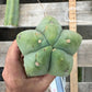 #EC153 EXACT Trichocereus Bridgesii Jiimz Twin Spine Cactus Cuttings