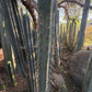 #EC153 EXACT Trichocereus Bridgesii Jiimz Twin Spine Cactus Cuttings