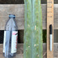 #EC153 EXACT Trichocereus Bridgesii Jiimz Twin Spine Cactus Cuttings