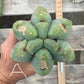#EC153 EXACT Trichocereus Bridgesii Jiimz Twin Spine Cactus Cuttings