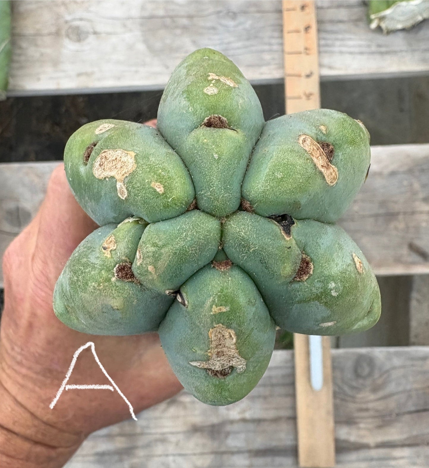 #EC153 EXACT Trichocereus Bridgesii Jiimz Twin Spine Cactus Cuttings