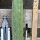 #EC153 EXACT Trichocereus Bridgesii Jiimz Twin Spine Cactus Cuttings