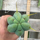 #EC153 EXACT Trichocereus Bridgesii Jiimz Twin Spine Cactus Cuttings