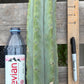#EC153 EXACT Trichocereus Bridgesii Jiimz Twin Spine Cactus Cuttings