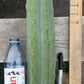 #EC153 EXACT Trichocereus Bridgesii Jiimz Twin Spine Cactus Cuttings