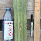 #EC153 EXACT Trichocereus Bridgesii Jiimz Twin Spine Cactus Cuttings