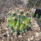 #EC154 Variegated Ferocactus Cactus in 6” container