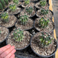#EC154 Variegated Ferocactus Cactus in 6” container