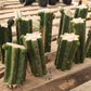 #EC157 EXACT Trichocereus Pachanoi "Awful" Cactus Various sizes