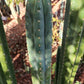#EC157 EXACT Trichocereus Pachanoi "Awful" Cactus Various sizes
