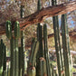 #EC157 EXACT Trichocereus Pachanoi "Awful" Cactus Various sizes