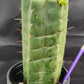 #EC157 EXACT Trichocereus Pachanoi "Awful" Cactus Various sizes
