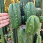 #EC157 EXACT Trichocereus Pachanoi "Awful" Cactus Various sizes