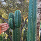 #EC157 EXACT Trichocereus Pachanoi "Awful" Cactus Various sizes