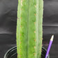 #EC157 EXACT Trichocereus Pachanoi "Awful" Cactus Various sizes