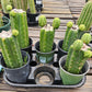 #EC157 EXACT Trichocereus Pachanoi "Awful" Cactus Various sizes