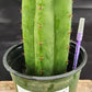 #EC157 EXACT Trichocereus Pachanoi "Awful" Cactus Various sizes