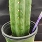 #EC157 EXACT Trichocereus Pachanoi "Awful" Cactus Various sizes