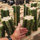 #EC157 EXACT Trichocereus Pachanoi "Awful" Cactus Various sizes