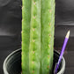 #EC157 EXACT Trichocereus Pachanoi "Awful" Cactus Various sizes